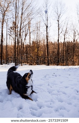 Similar – Image, Stock Photo Bernese Mountain Dog jumping. Top view