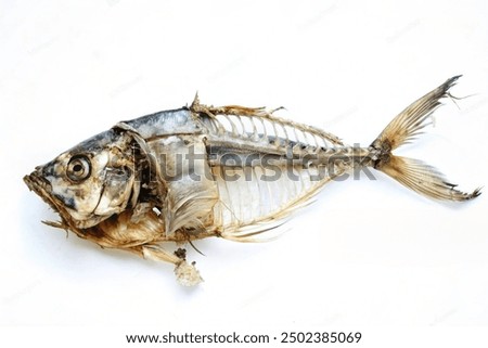 Similar – Image, Stock Photo Fish fin on plate Plate