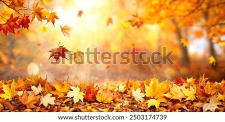 Similar – Image, Stock Photo dry plant and sunset in the nature in autumn season, autumn colors