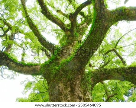 Similar – Foto Bild Badestelle ast baum berlin