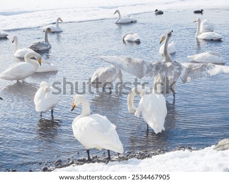 Similar – Foto Bild Schwanensee Ausflug