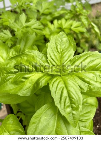 Similar – Image, Stock Photo photo of basil growing in a pot near a window