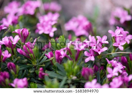 Image, Stock Photo Tiny, delicate pink Daphne flowers bloom in springtime.