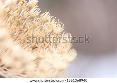 Similar – Foto Bild Winter-Dill-Saatkopf