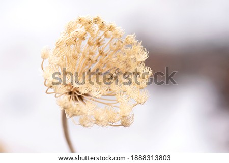 Foto Bild Winter-Dill-Saatkopf