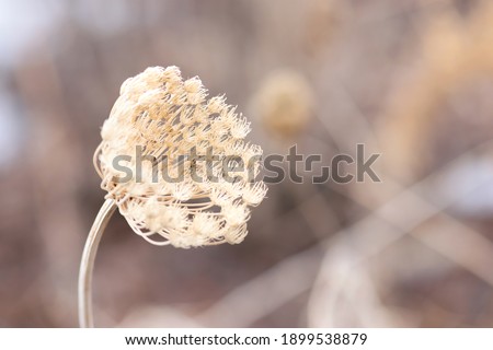 Similar – Foto Bild Winter-Dill-Saatkopf