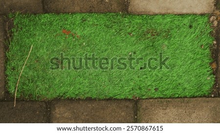 Similar – Image, Stock Photo neatly patched wall