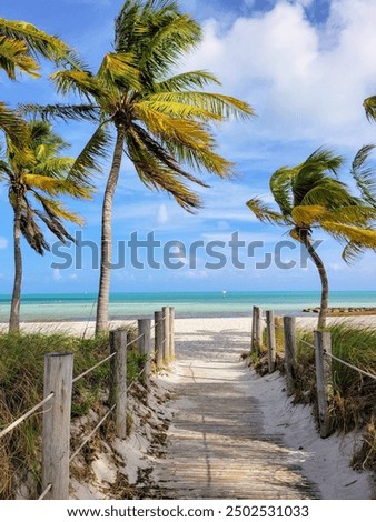 Similar – Image, Stock Photo Florida Keys Palm tree