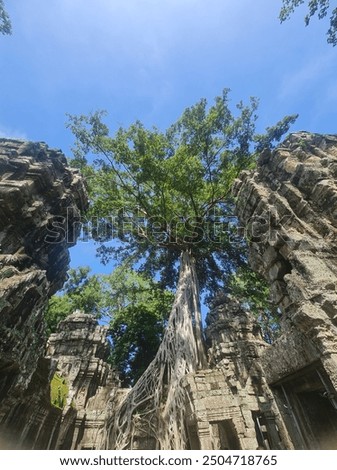 Similar – Foto Bild Baum in Ta Phrom, Angkor Wat, Kambodscha.