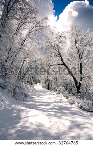 Oak woodland after a heavy snow,  with every twig carrying its load of fresh powder.  Snow covered woodland trail.