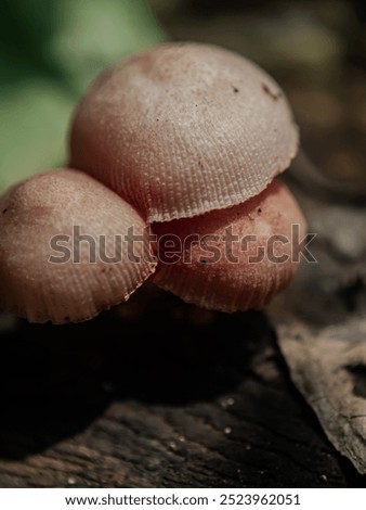 Similar – Image, Stock Photo three mushrooms grow on a moss-covered tree trunk in the forest