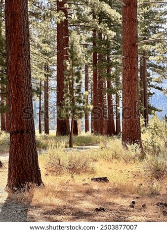 Similar – Image, Stock Photo Nature trail in a wetland area