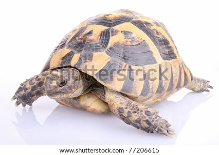 Tortoise isolated on white