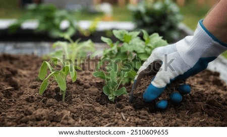 Similar – Image, Stock Photo gardening