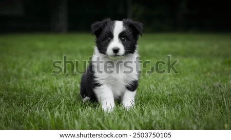 Image, Stock Photo Border collie puppy with blue eyes