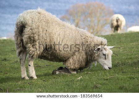 sheep kneeling down and grazing