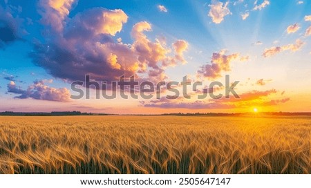 Similar – Image, Stock Photo Field of green wheat in Italy, near Pesaro and Urbino, in the region Marche of Italy. Close up of the ears with detail of the grains