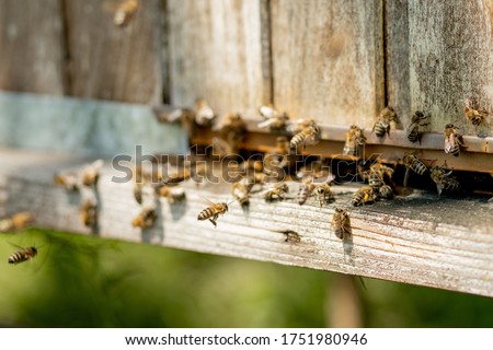 A lot of bees returning to bee hive and entering beehive with collected floral nectar and flower pollen. Swarm of bees collecting nectar from flowers. Healthy organic farm honey