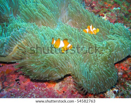 Two clown-fishes, also known as anemone-fishes swimming around sea anemones. Made while diving on Similan Island, Thailand