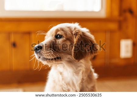 Similar – Foto Bild Bezaubernder Golden Retriever Hund im gelben Feld bei Sonnenuntergang. Wunderschönes Porträt eines jungen Hundes. Haustiere im Freien und Lebensstil