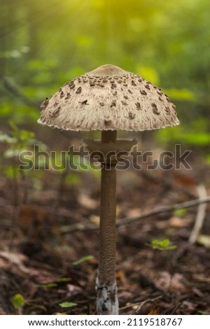 Similar – Image, Stock Photo Edible mushroom Macrolepiota procera