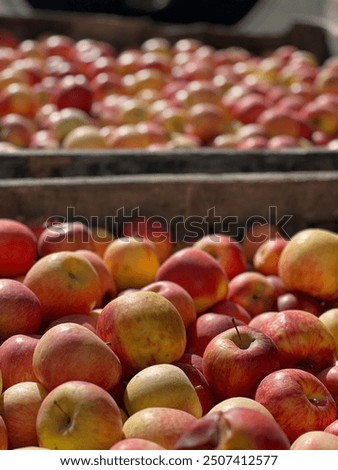 Similar – Image, Stock Photo Apple harvest in the orchard