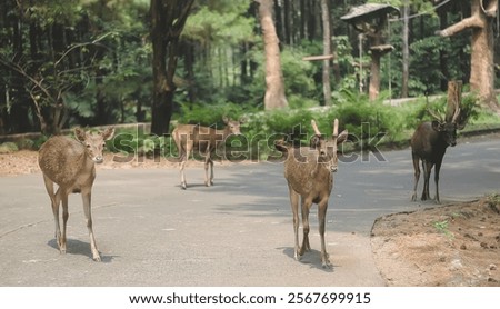 Similar – Image, Stock Photo visitors Visitor Asphalt