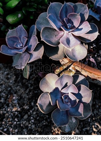 Image, Stock Photo ghostly violets in bloom