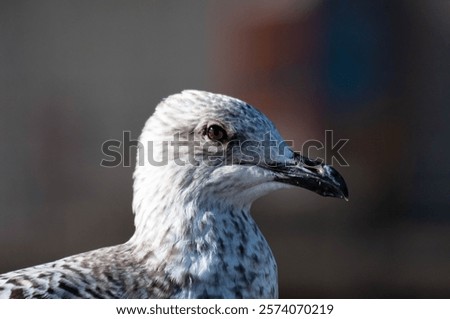 Similar – Foto Bild Vogel Close Up Profil Silhouette Schwarz und Weiß auf Pole und Draht