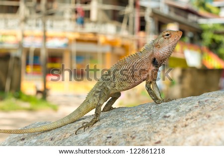 Tropical lizard on the stone