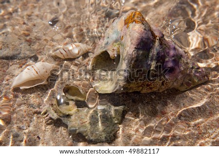 Sea shells on the seashore in water