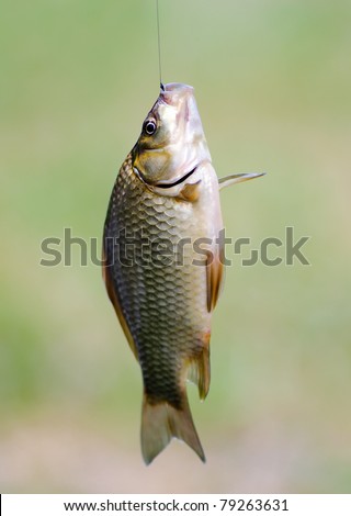 Fish Caught On A Fishing Line Stock Photo 79263631 : Shutterstock