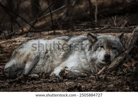 Similar – Foto Bild Wölfe ruhen im Sonnenstrahl im Wald