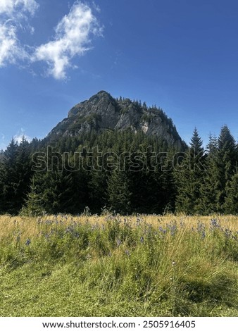 Similar – Image, Stock Photo ghostly violets in bloom