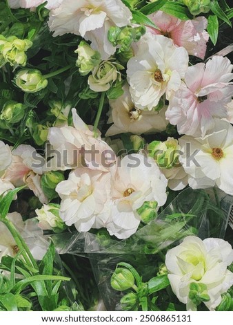 Similar – Image, Stock Photo ranunculus Nature Plant