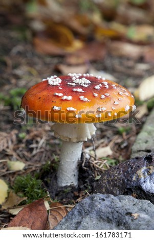 Fresh Fly amanita mushroom in the woods