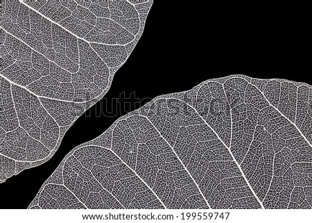 Leaf skeleton on black background