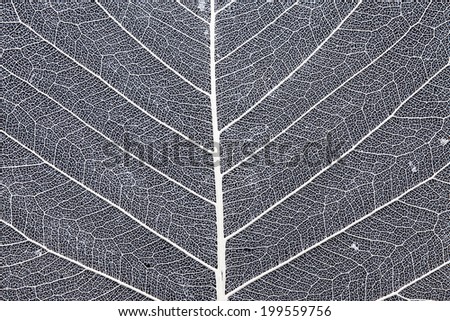 Leaf skeleton on black background