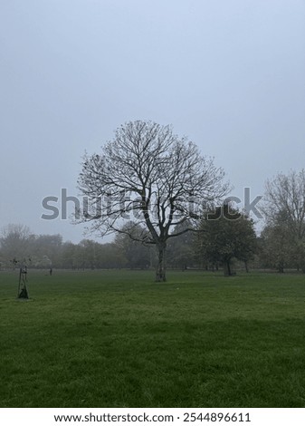 Foto Bild Lieblingsbaum Umwelt Natur