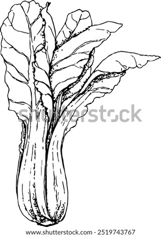 Highly detailed, hand drawn, and vectorized illustration of a Chard. The illustration is fully editable and comes as single file.