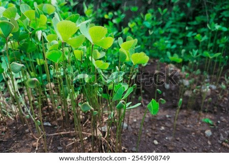 Similar – Image, Stock Photo Bank at the dike with branches and fog