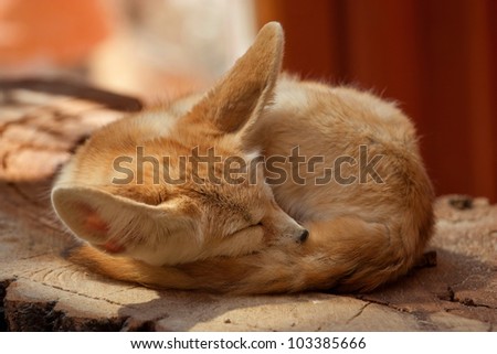 Desert fox is sleeping.