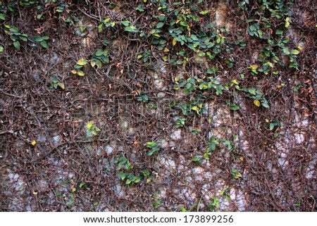 Stock photo the green creeper plant ivy on a wall background