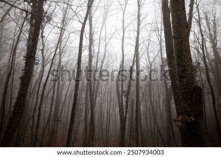 Similar – Image, Stock Photo misty gloomy autumn day at the lake with trees