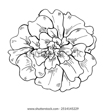 Marigold flower head vector isolated monochrome illustration. Transparent October blooming plant etching drawing for coloring book, icon. Top view floral element black ink sketch