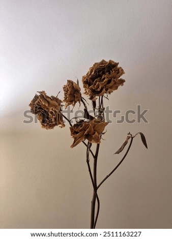 Similar – Image, Stock Photo withered beauty Nature