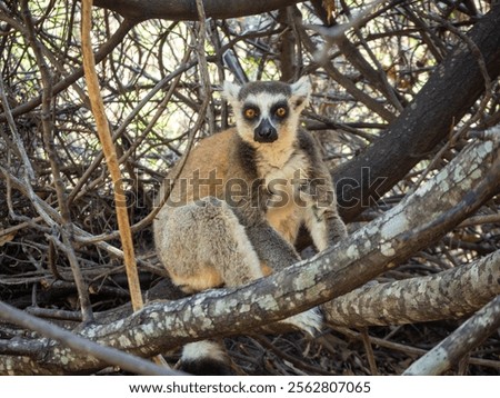 Similar – Image, Stock Photo Katta with baby on the back