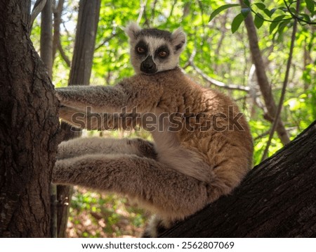 Similar – Image, Stock Photo Katta with baby on the back