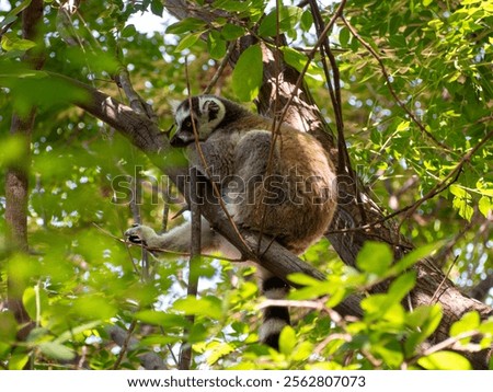 Similar – Image, Stock Photo Katta with baby on the back