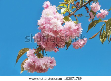 Sakura - Japanese cherry blossom on blue sky background